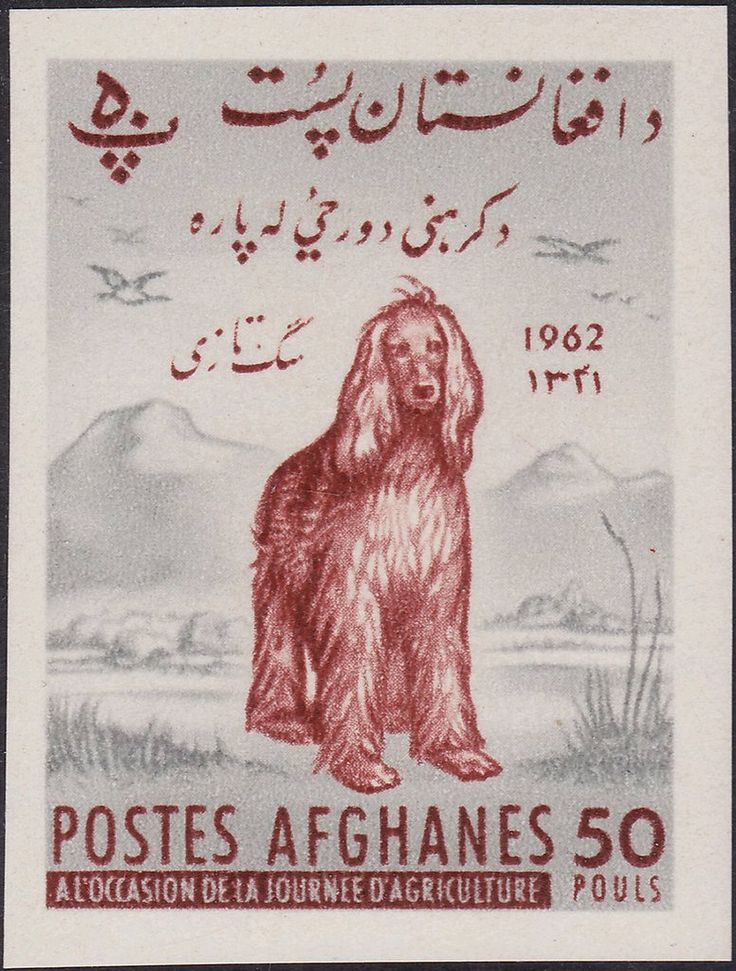 Afghan Hound Canis lupus familiaris.